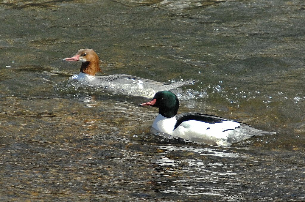 Duck, Common Merganser, 2007-03017232bb.jpg - Common Merganser. Blackstone Valley Bike Trail, Millbury, MA, 3-1-2007